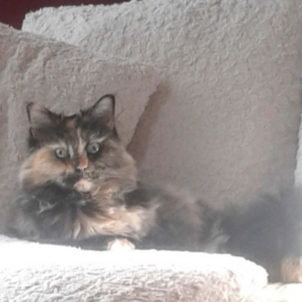 Meet your Posher, Rosalind